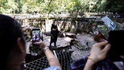Many people come to watch the Malayan sun bear who can stands upright at Hangzhou Zoo, Hangzhou City, east China's Zhejiang Province, 2 August, 2023.  (Imaginechina via AP Images)
