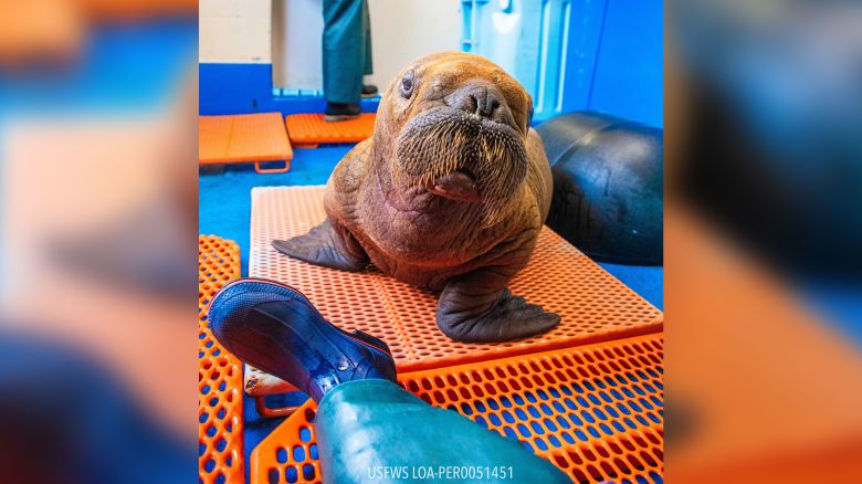 AK/Rare walrus calf rescued after wandering alone currently under 24/7 cuddle care